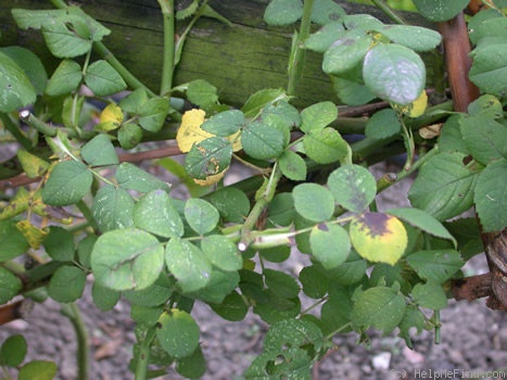 'Roi des Aunes' rose photo
