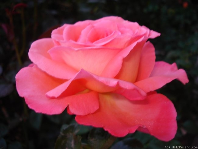 'Eclat de Haute Bretagne ®' rose photo