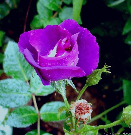 'Rhapsody in Blue ™' rose photo