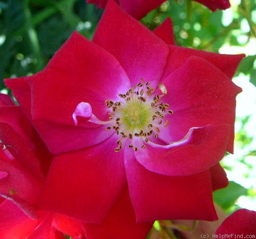 'Champlain' rose photo