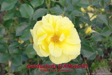 'Goldschatz® (floribunda, Evers/Tantau, 1996)' rose photo