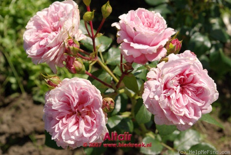 'Altaïr ®' rose photo