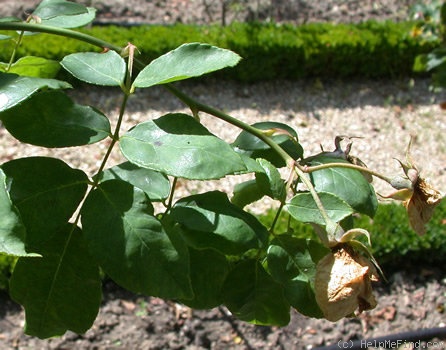 'La Biche' rose photo