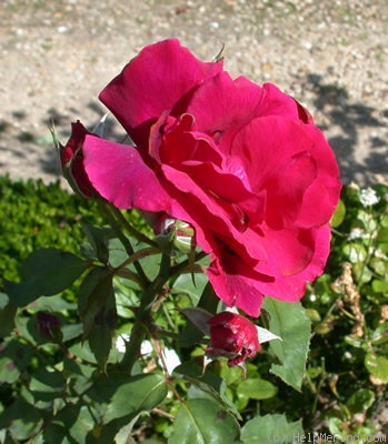 'Minna Kordes' rose photo