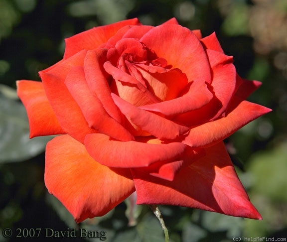 'Wildfire ™ (hybrid tea, Zary 2004)' rose photo