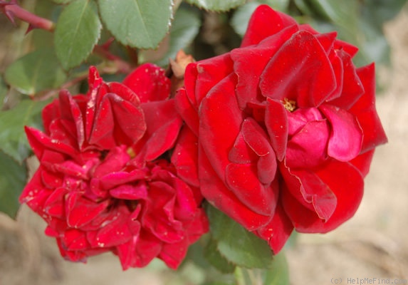 'Bertrand Amoussou ®' rose photo
