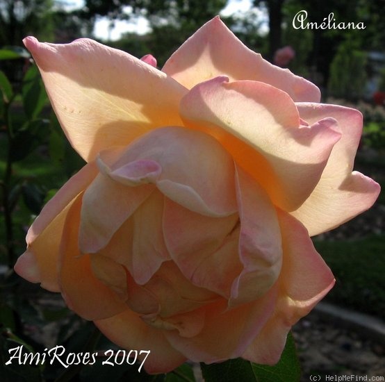 'Ameliana' rose photo