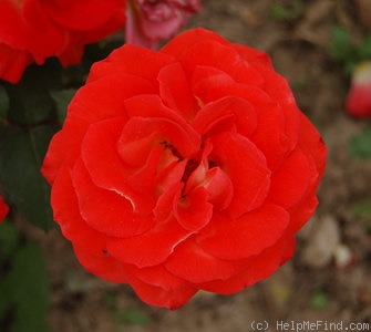 'Fresco ®' rose photo