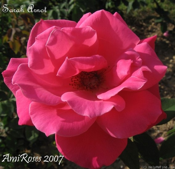 'Sarah Arnot' rose photo