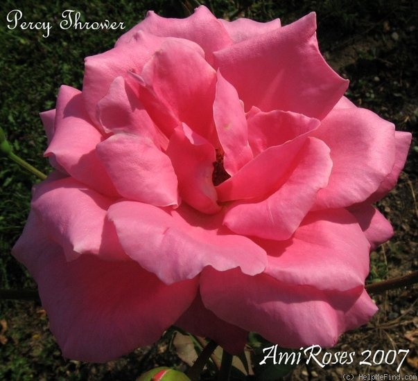 'Percy Thrower' rose photo