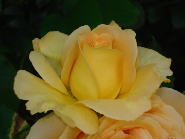 'Honey Bouquet' rose photo