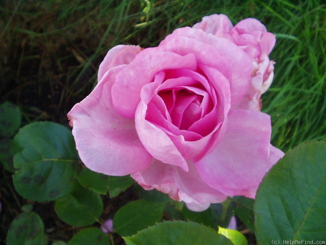 'Ghita Renaissance' rose photo