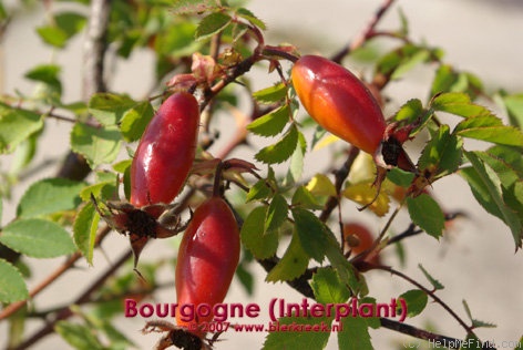 'Bourgogne ® (shrub, Interplant, 1983)' rose photo