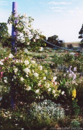 'Mrs. Herbert Stevens, Cl.' rose photo