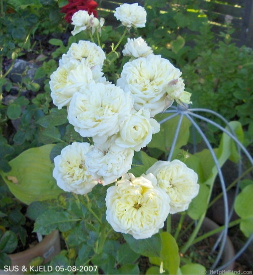 'Kronprinsesse Mary' rose photo