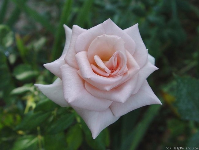 'Nicolette (hybrid tea, Taschner 1995)' rose photo