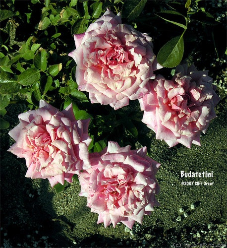 'Budateteni' rose, click to enlarge 'Budateteni' rose photo