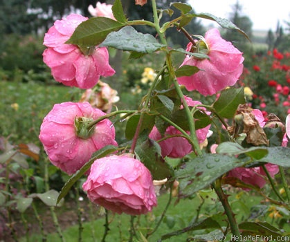 'MACcathwy' rose photo