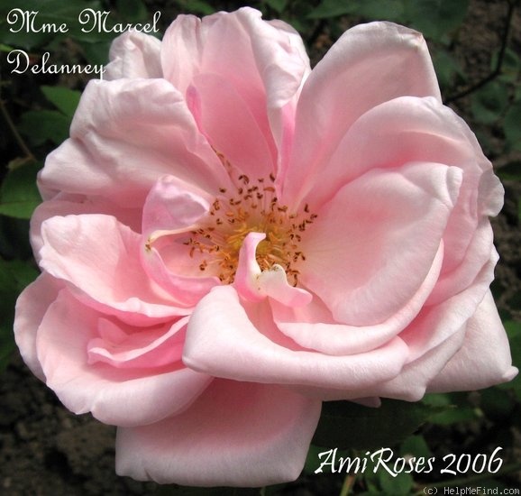 'Madame Marcel Delanney' rose photo