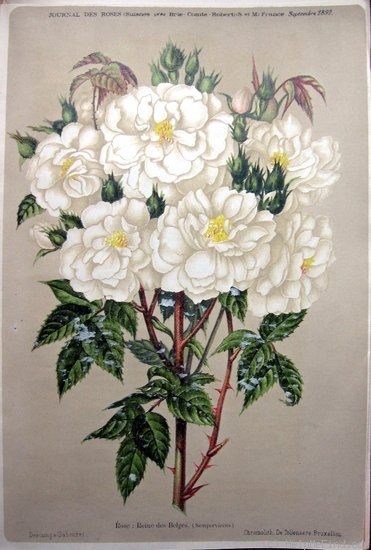 'Reine des Belges (sempervirens, Jacques 1832)' rose photo