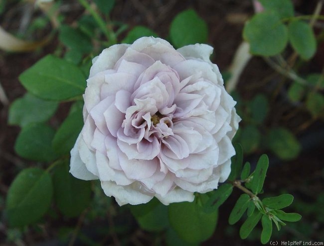 'Grey Pearl' rose photo