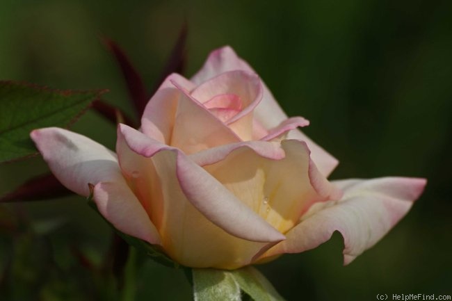 'Blushing Beauty (hybrid tea, Dykstra, 2001)' rose photo