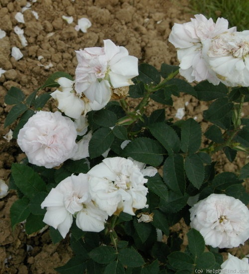 'Cuisse de Nymphe Émue' rose photo