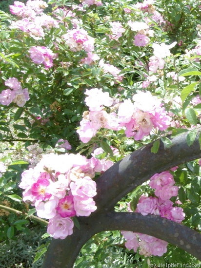 'Gaard um Titzebierg ®' rose photo