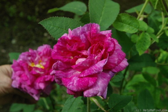 'Grosse Cerise' rose photo