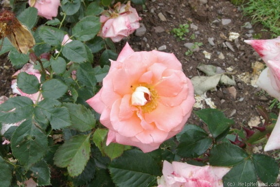 'Independance du Luxembourg' rose photo