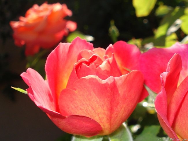 'La Passionata (hybrid tea, Delbard 1997)' rose photo