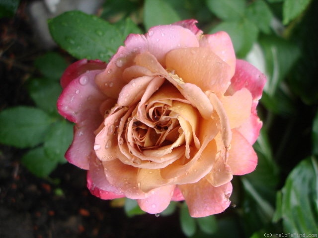 'Brownie (floribunda, Boerner 1958)' rose photo