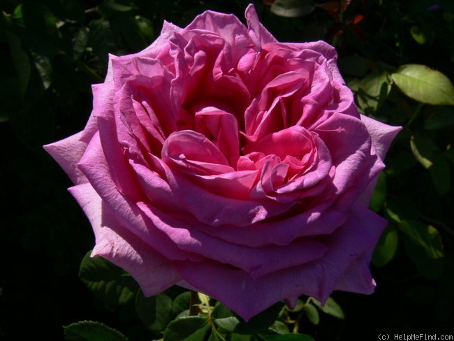 'Chartreuse de Parme' rose photo
