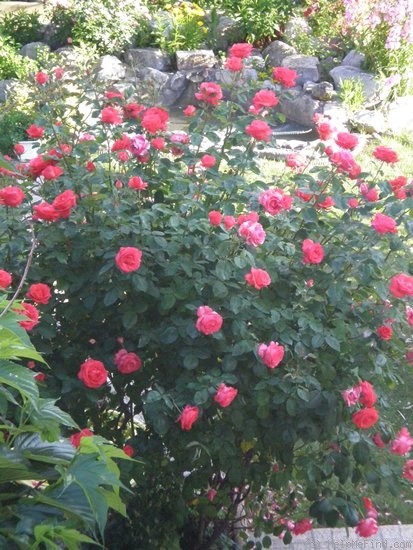 'Satellite ® (hybrid tea, Delbard, 1982)' rose photo