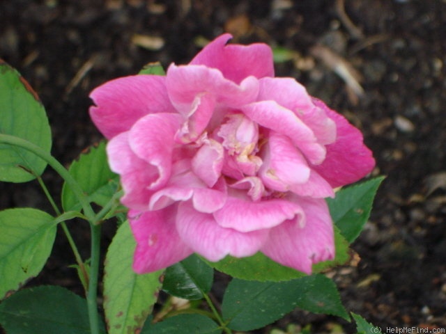 '<i>Rosa rouletii</i> Correvon' rose photo