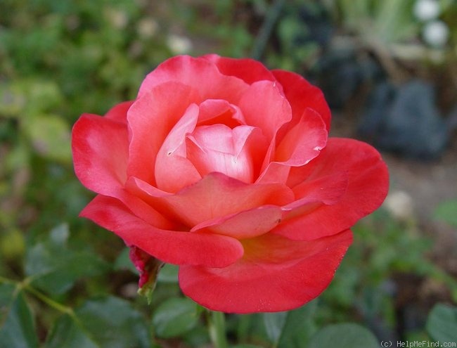 'Voodoo (hybrid tea, Christensen, 1988)' rose photo