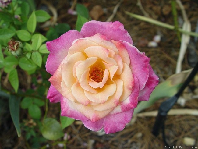 'Abracadabra (hybrid tea, Warriner 1991)' rose photo