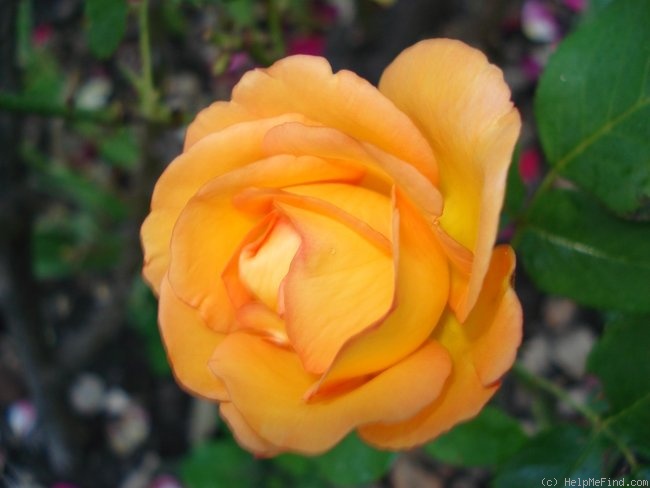 'Freddie Mercury' rose photo