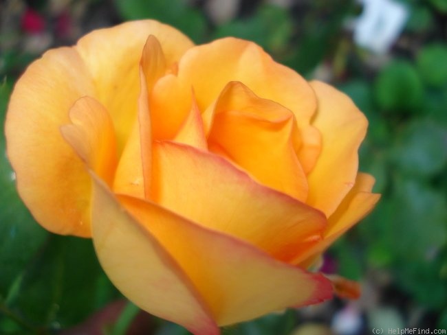 'Freddie Mercury' rose photo