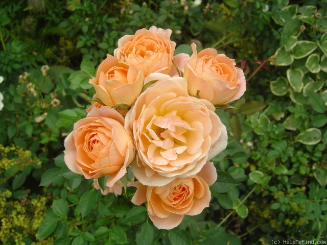 'Sweet Dreams (floribunda, Fryer, 1987)' rose photo