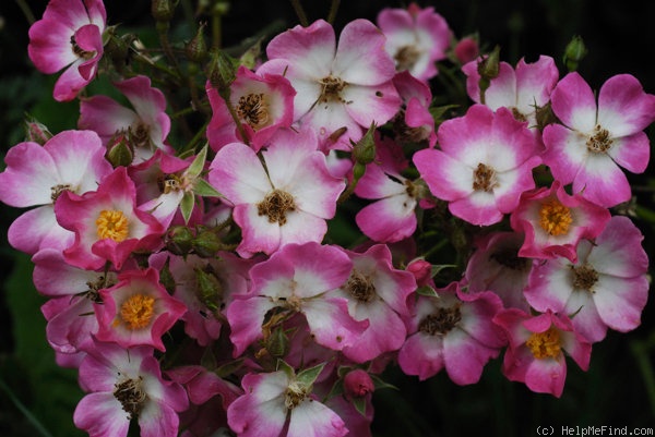 'Mozart (hybrid musk, Lambert 1936)' rose photo