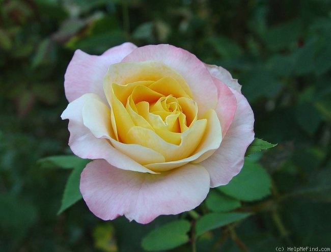 'Beryl Bach' rose photo