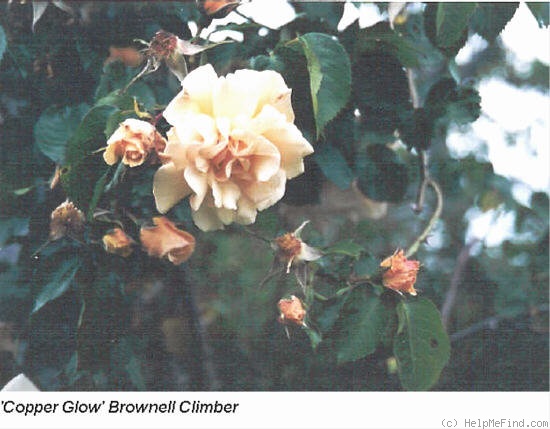 'Copper Glow' rose photo