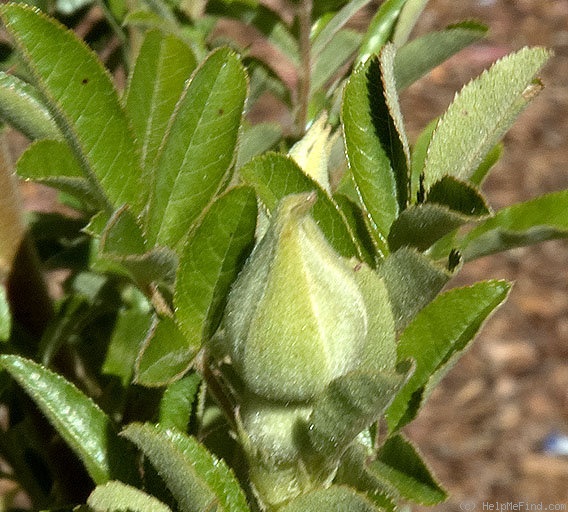 '<i>Rosa clinophylla</i> Thory' rose photo