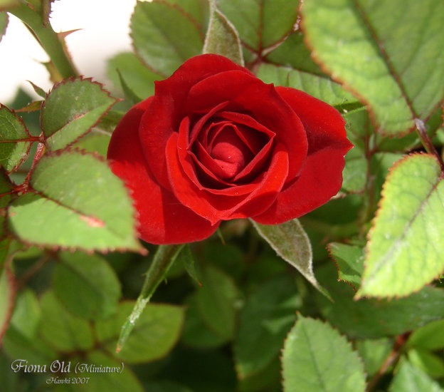 'Hawki's Rose Garden'  photo