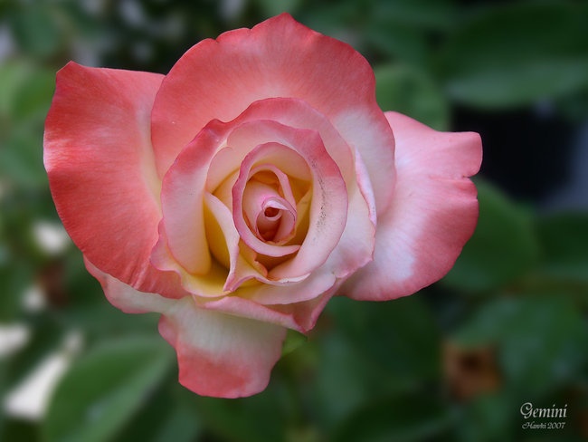 'Hawki's Rose Garden'  photo