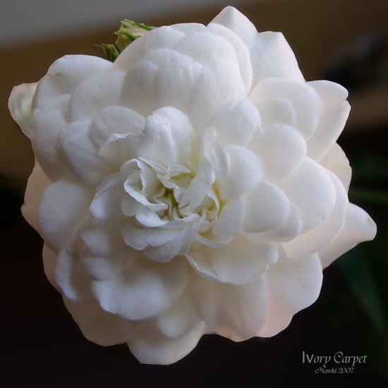 'Hawki's Rose Garden'  photo