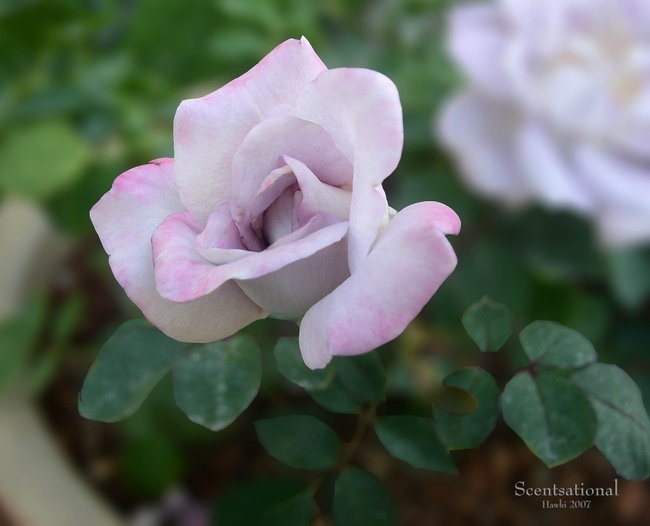 'Hawki's Rose Garden'  photo