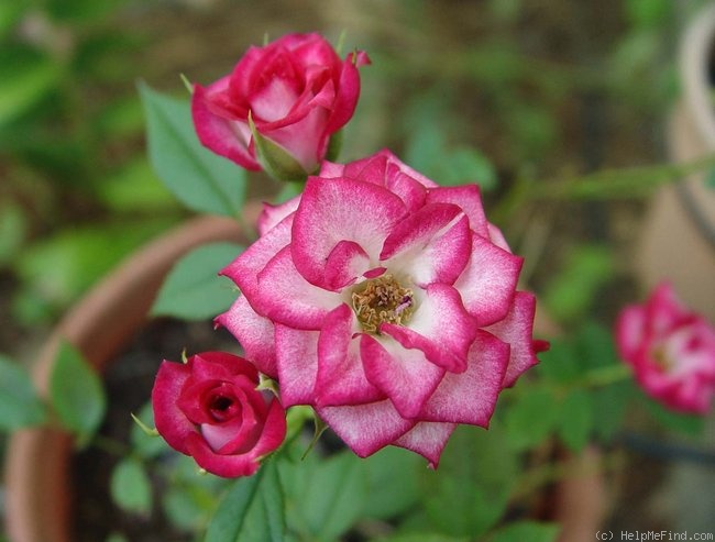 'Whoopi ™' rose photo