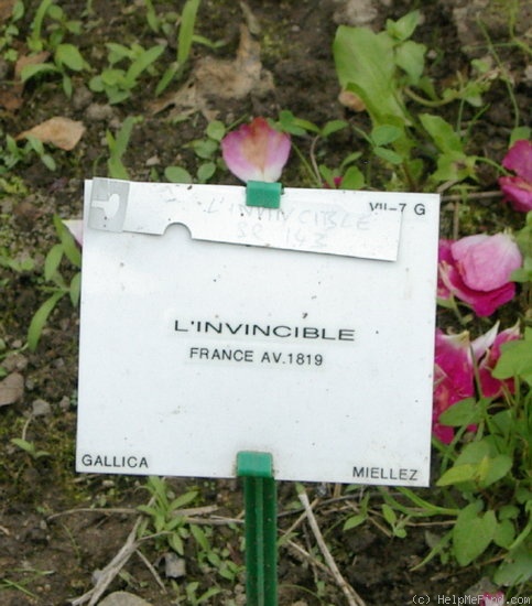 'Invincible (gallica, Miellez, 1819)' rose photo